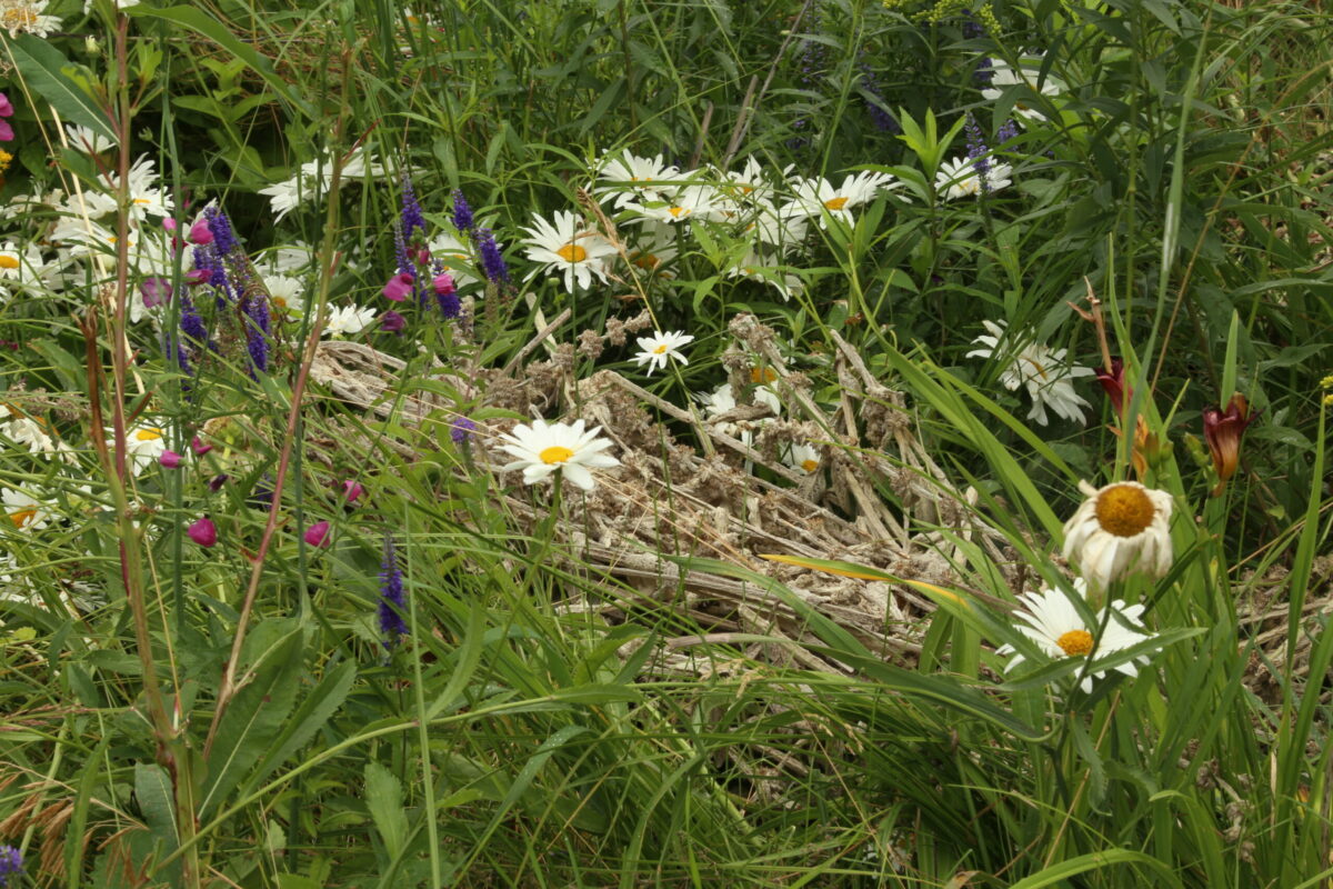 Deadheaded flowers in Kielian DeWitt’s Montana garden