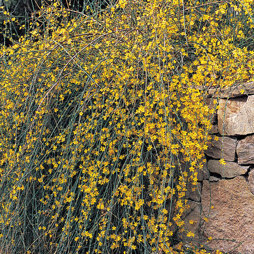 Winter Jasmine 