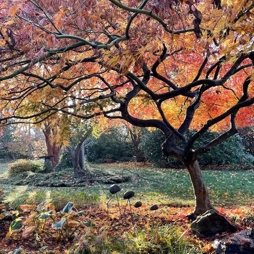 waterfall Japanese maple and surrounding garden in fall