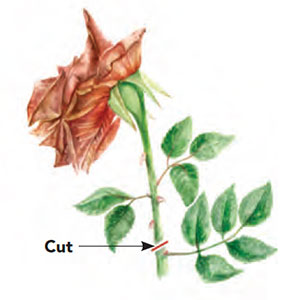 rose pruning