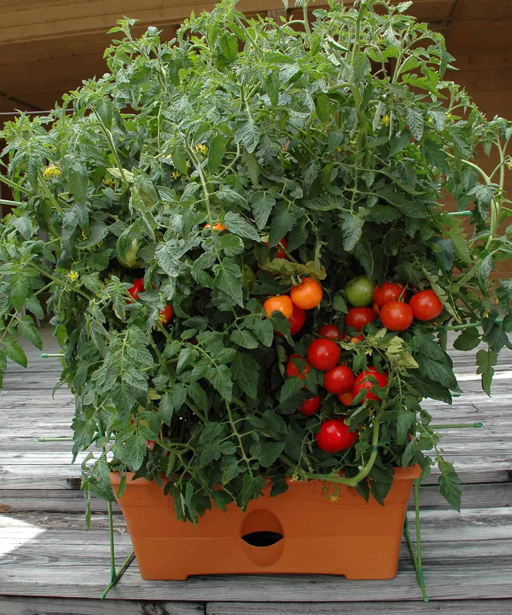 tomato plant in a garden patch GrowBox