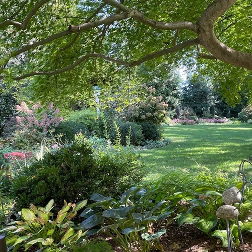 view of shade garden and beds beyond from under Japanese maple tree