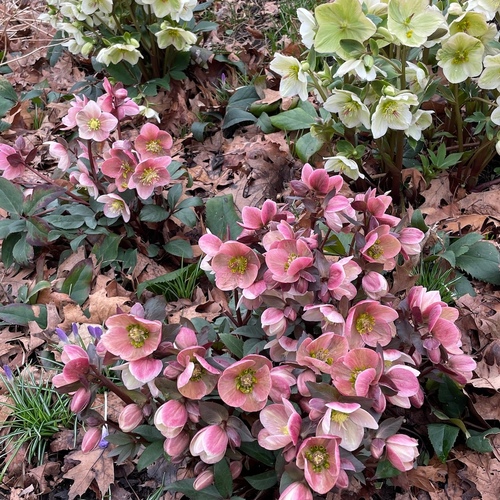 clumps of pink and white hellebore flowers