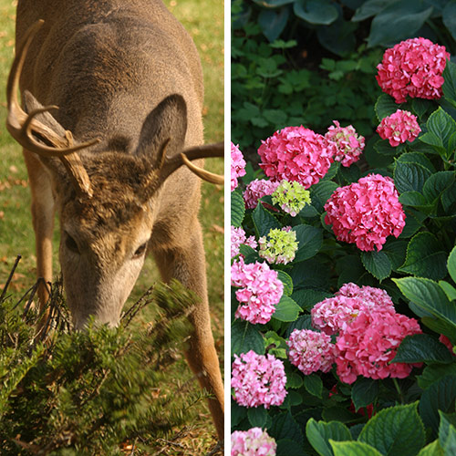 deer and hydrangeas