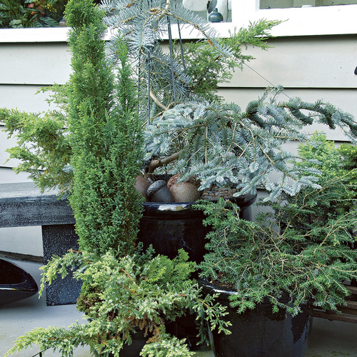 conifers in containers