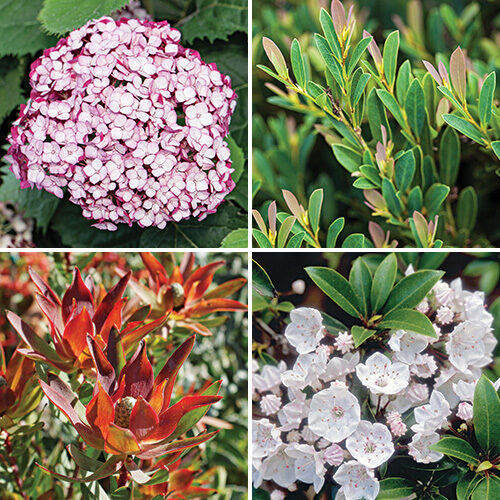 shrubs for small spaces