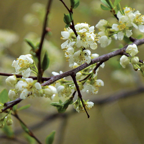 Regent Saskatoon Serviceberry