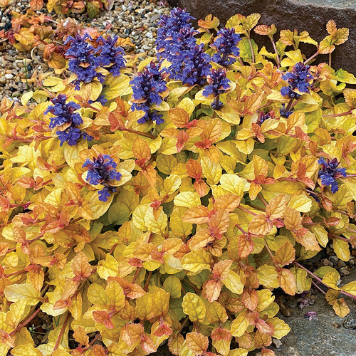 ground cover with color