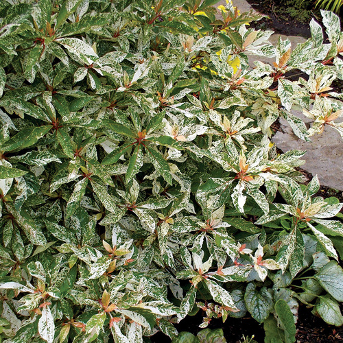 variegated shrub