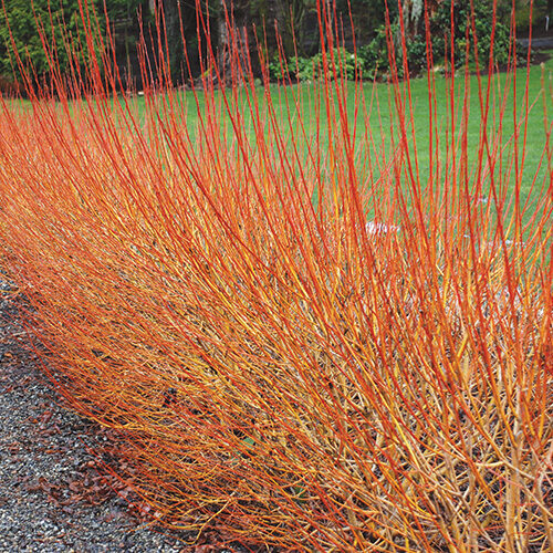 Flame Willow