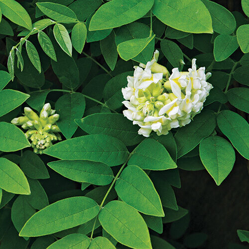 white wisteria plant