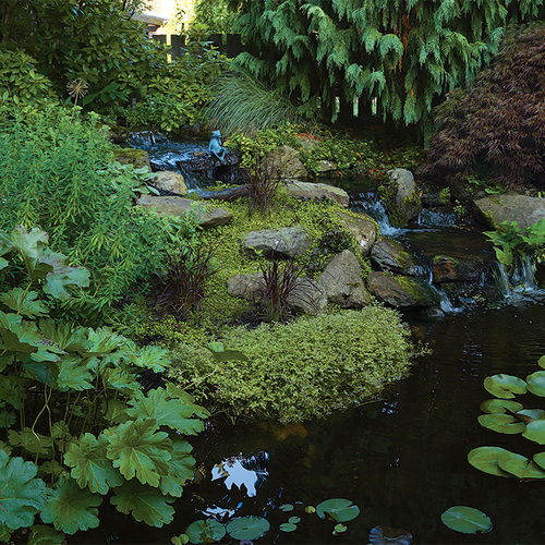 garden pond in a backyard