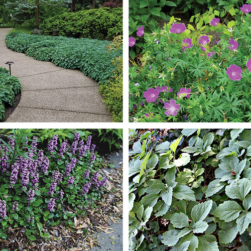 ground covers for shade