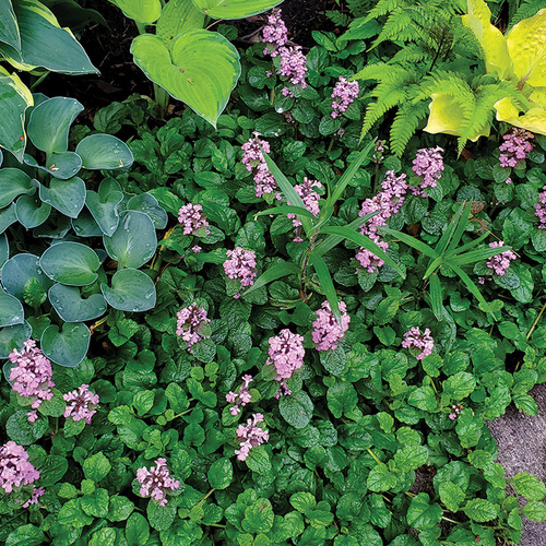 how to site ground cover