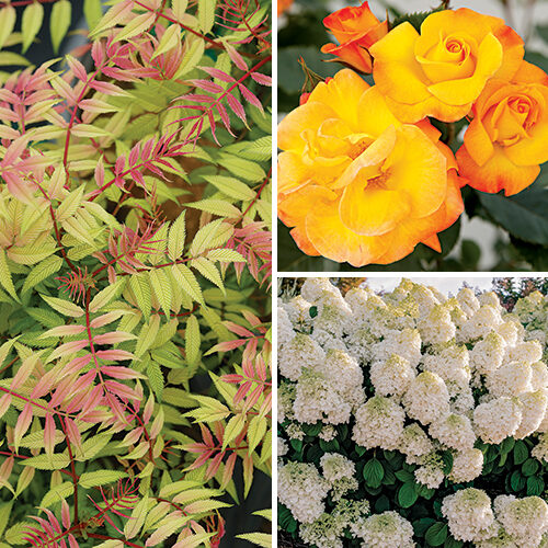 best new trees and shrubs