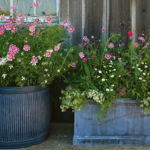 containers with pollinator plants