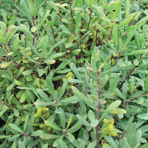 drought tolerant shrubs for the northeast