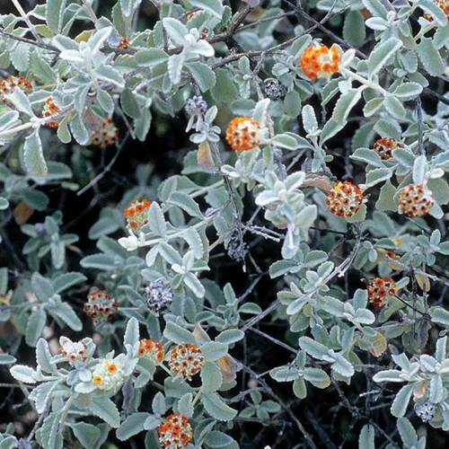 Woolly Butterfly Bush