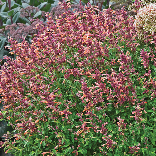 Peachie Keen' agastache