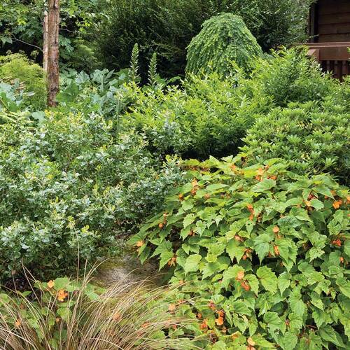 With proper plant choice, natives and nonnatives can mix seamlessly. Sedges, hardy begonia, and conifers along the side of the house mingle with native evergreens to create a tapestry of color and texture.