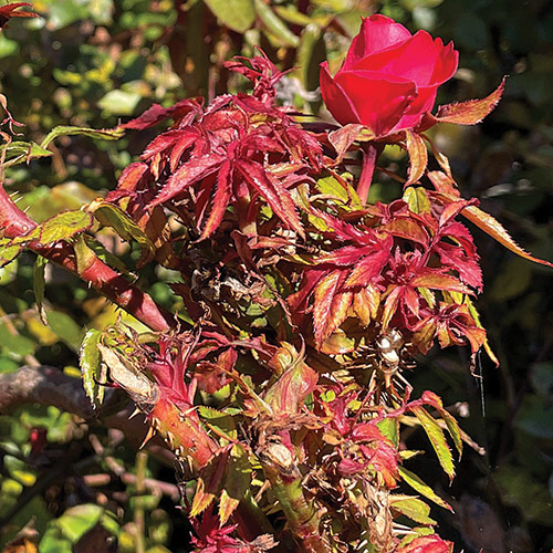 Rose rosette disease damage caused by an eriophyid mite