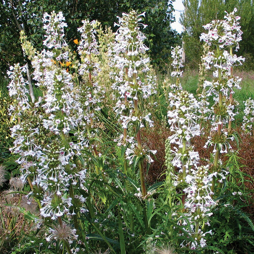 Himalayan Whorlflower, a drought tolerant summer plant