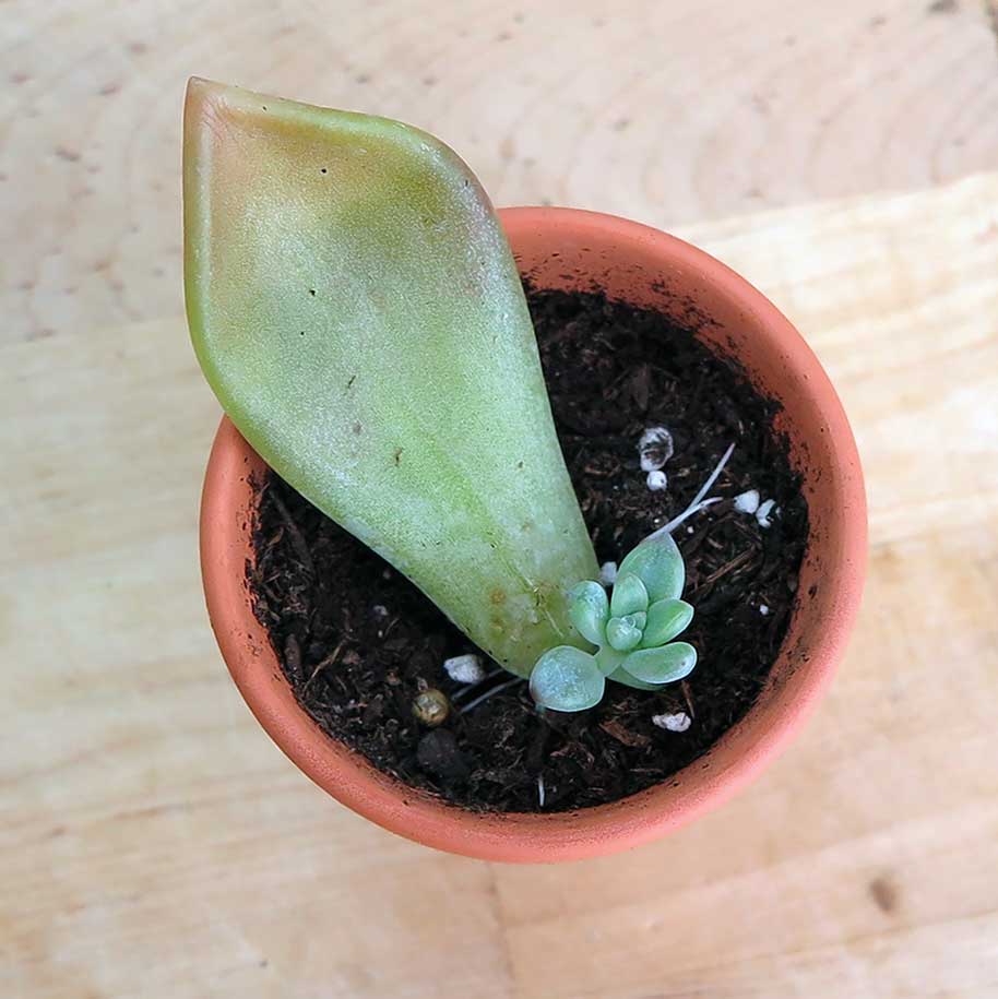 propagating houseplant from cuttings