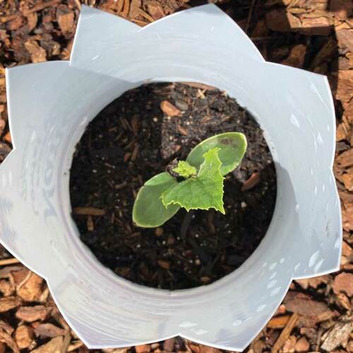 Protect plant sprouts