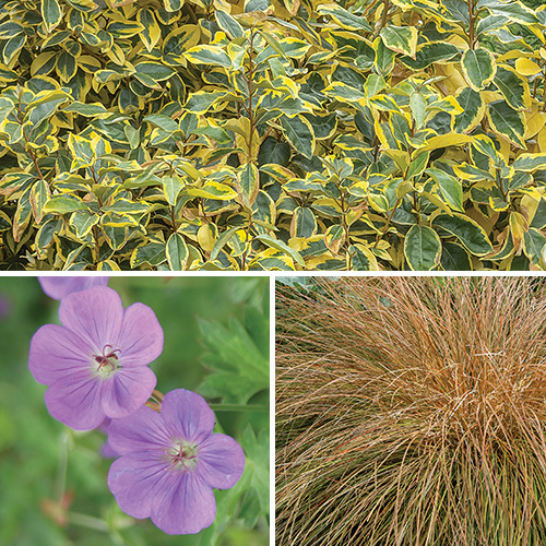 Plants for hiding fence