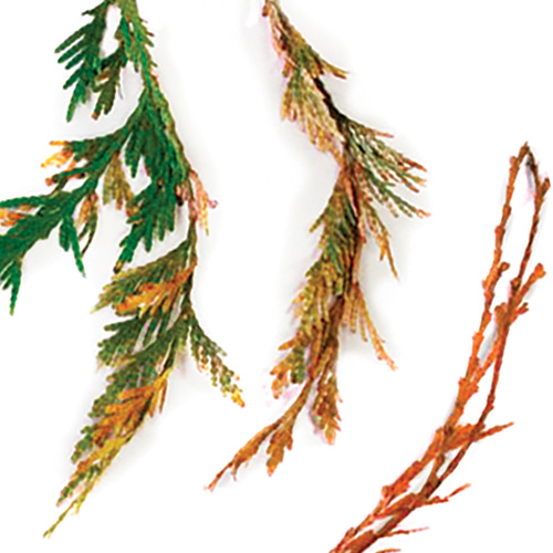 conifer tree disease