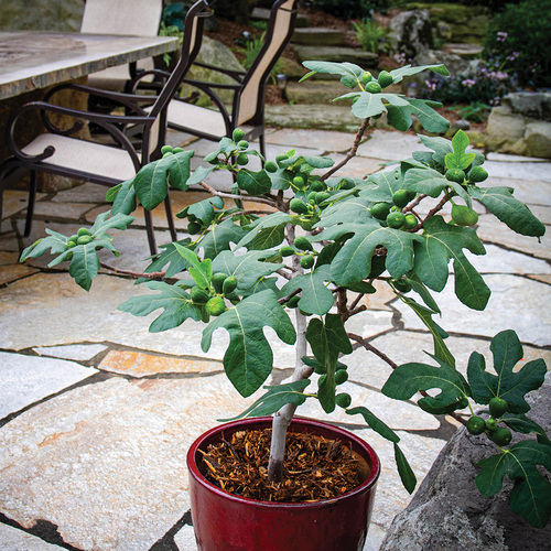 dwarf fig tree