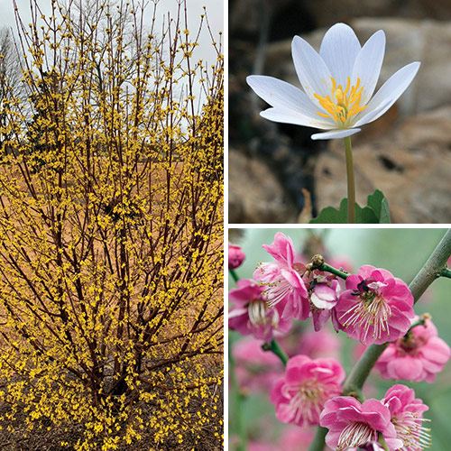 late winter early spring plants