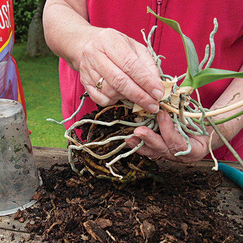 caring for moth orchid