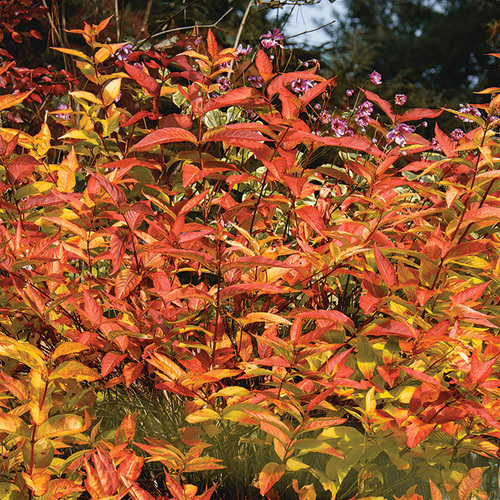 shrubs for shade in the midwest