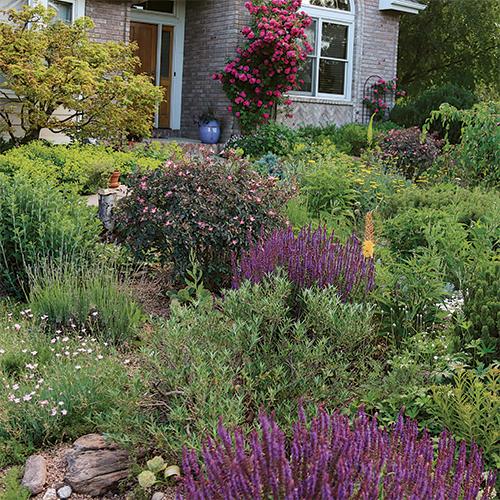 drought-tolerant garden ideas