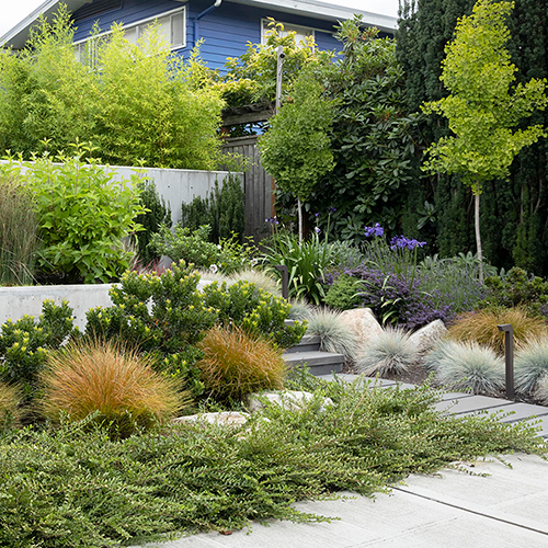 bold modern planting plan