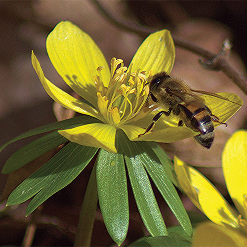 hardy pollinator plants