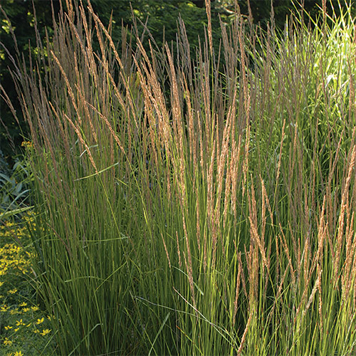 best reed grasses