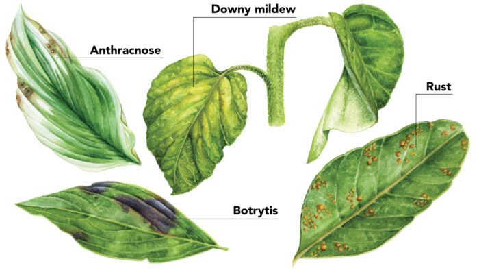 summer plant diseases