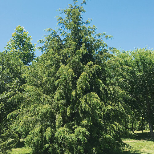 wooly adelgid resistant hemlock