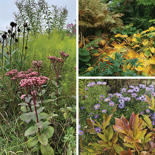 fall plant combinations