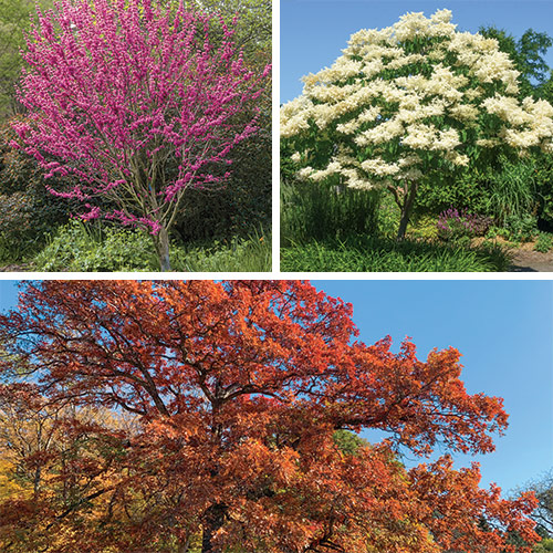 expert recommended trees
