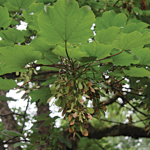 Sycamore maple (Acer pseudoplatanus* and cvs., Zones 4–7)