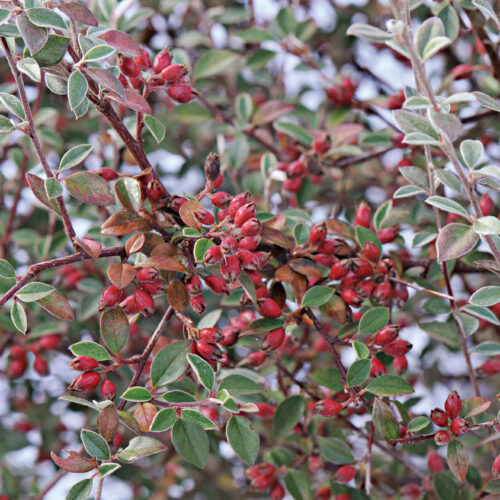 Gray cotoneaster