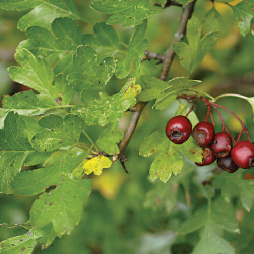 Common hawthorn (Crataegus monogyna and cvs., Zones 4–8; when in leaf)