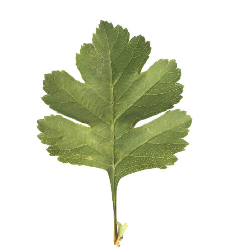 Close-up of Hawthorn leaf