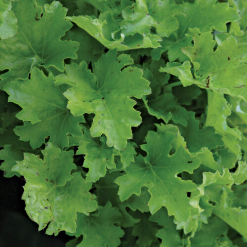 Heuchera (Heuchera spp. and cvs., Zones 4–9)