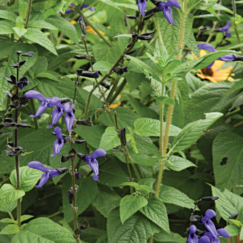 Salvia (Salvia spp. and cvs., Zones 4–9)