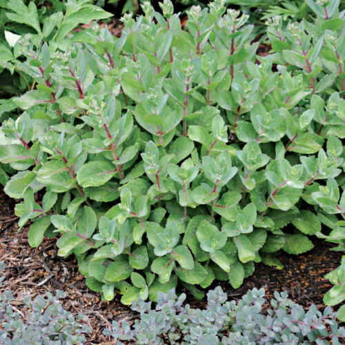 Sedum (Sedum spp. and cvs. and Hylotelephium spp. and cvs., Zones 3–11)