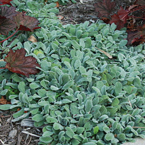 Lambs’ ears